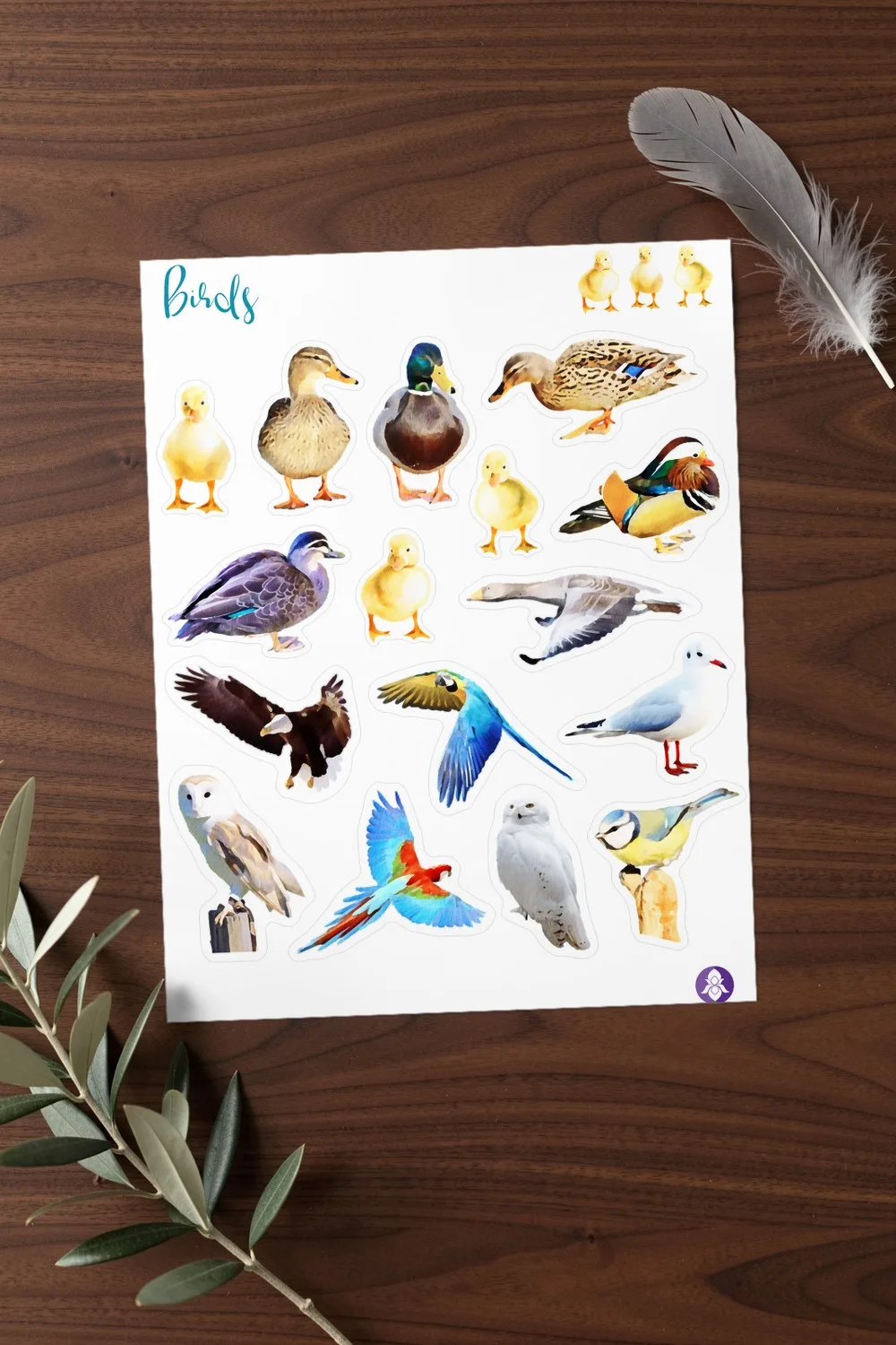 Printed sheet of realistic bird stickers with ducks, ducklings, owls, parrots and a seagull, on a dark walnut table with soft grey feathers and a green branch