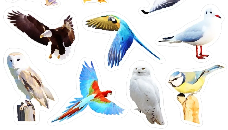 An eagle, parrots, a seagull, owls and a blue tit