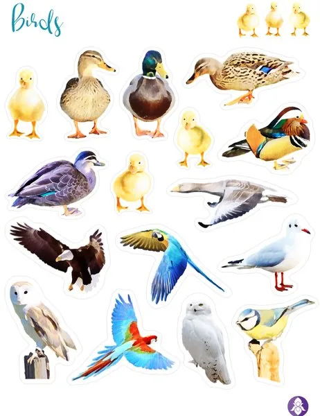 Bird sticker sheet with ducks, owls, parrots and a seagull