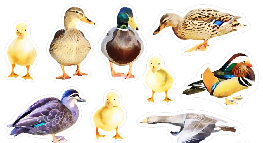 Ducklings, mallards, a mandarin duck and a goose in flight